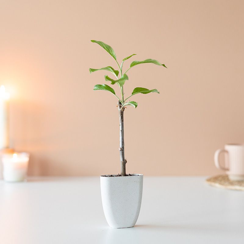 backend-media_library.no_image_found