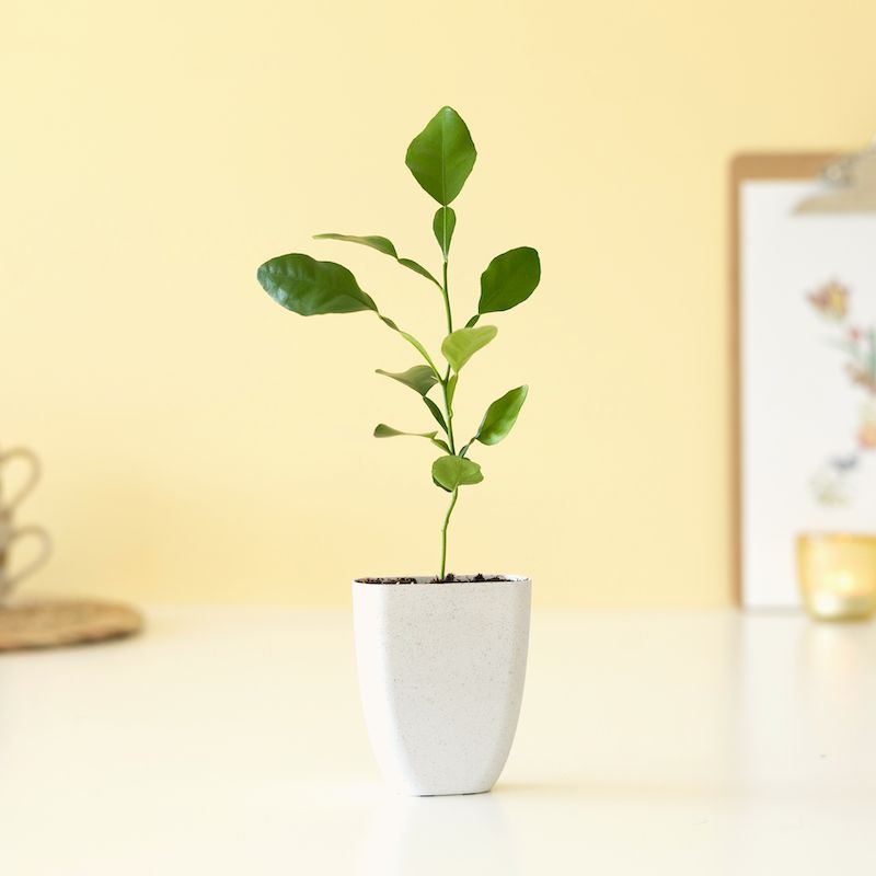 Brievenbus citrusboompje in een potje van olifantsgras