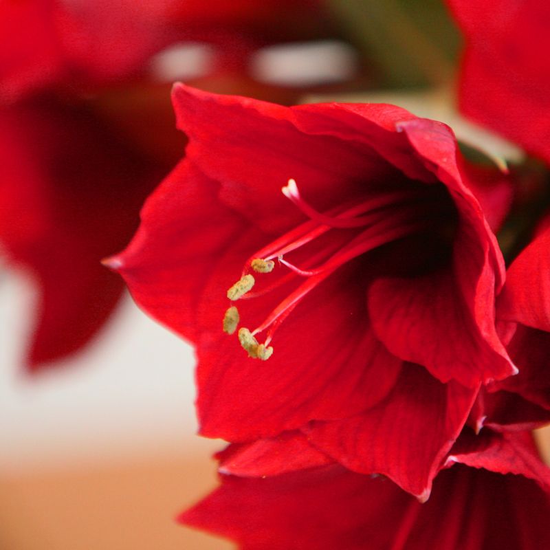 backend-media_library.no_image_found