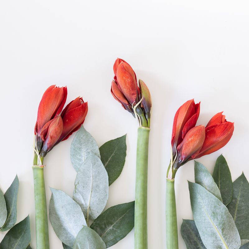 backend-media_library.no_image_found