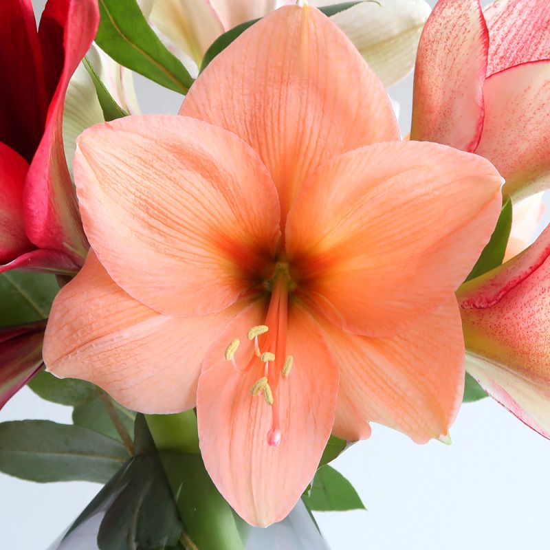 backend-media_library.no_image_found