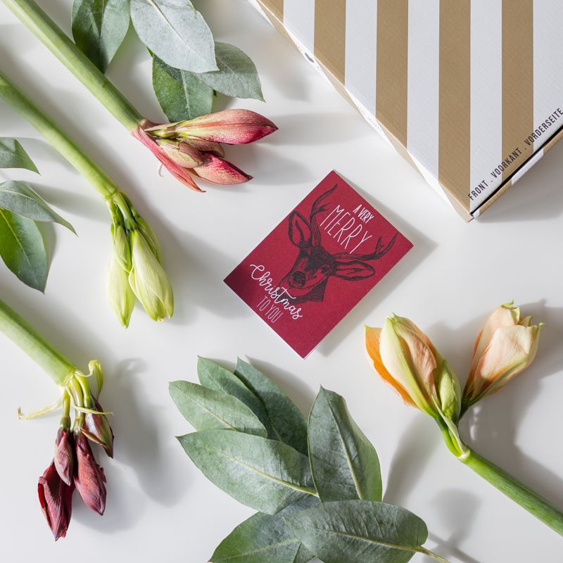 backend-media_library.no_image_found