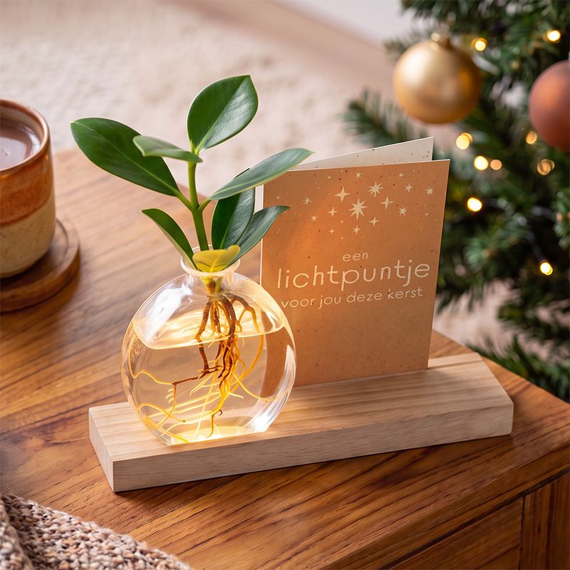 Plantje met licht op houten plankje en kerstkaart  