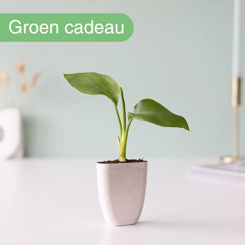 paradijsvogelplant door de brievenbus