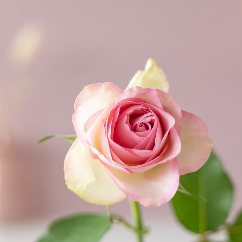 Veel liefs pakketje met een roze roos, roze kaarsje in vaasje en een puur zeezout chocoladereep 